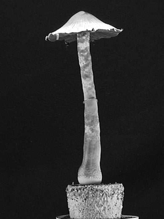 PF TEK and the Trials of Psylocibe Fanaticus (a mushroom growing guide)
